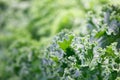 Fresh green Lettuce salad background Royalty Free Stock Photo