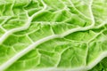 Fresh green lettuce salad cabbage leaf close up as a background. Selective focus. Royalty Free Stock Photo