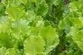 Fresh green Lettuce salad,Close Up of green lettuce leaves Royalty Free Stock Photo