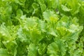 Fresh green Lettuce salad,Close Up of green lettuce leaves Royalty Free Stock Photo