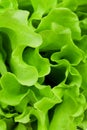 Fresh green lettuce salad closeup