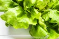 Fresh green lettuce salad closeup. Seasonal vegetables and summer diet concept.