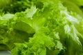 Fresh green lettuce salad Royalty Free Stock Photo