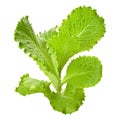 Fresh green lettuce salad Royalty Free Stock Photo