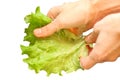 Fresh green lettuce salad leaf on female hands. Washing vegetables Royalty Free Stock Photo