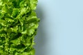 Fresh green lettuce salad leaves on blue background. Royalty Free Stock Photo