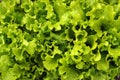 Fresh green lettuce salad leaves closeup. Salad texture Royalty Free Stock Photo