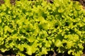 Fresh green lettuce salad leaves closeup. Salad texture Royalty Free Stock Photo