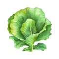 Fresh green lettuce salad leaves isolated, watercolor illustration on white Royalty Free Stock Photo