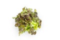 Fresh green lettuce salad leaves isolated on white background Royalty Free Stock Photo
