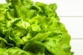 Fresh green lettuce salad on white background closeup. Seasonal vegetables and summer diet concept.