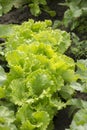 Fresh green lettuce salat. Healthy food Royalty Free Stock Photo