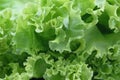 fresh green lettuce texture background Royalty Free Stock Photo