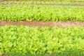 Fresh green lettuce