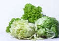 Fresh green lettuce
