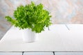 Fresh green lettuce in a white pot Royalty Free Stock Photo
