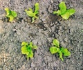 Fresh green lettuces growing in soil Royalty Free Stock Photo