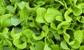 Fresh Green Lettuces Royalty Free Stock Photo