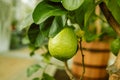 Fresh green lime fruit hanging from branch in the botanical garden. Lime tree garden and healthy food concept. Royalty Free Stock Photo