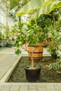 Fresh green lime fruit hanging from branch in the botanical garden. Lime tree garden and healthy food concept. Royalty Free Stock Photo