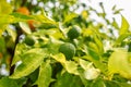 Fresh green lime fruit hanging from branch in the botanical garden. Lime tree garden and healthy food concept. Royalty Free Stock Photo