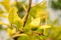 Fresh green lime fruit hanging from branch in the botanical garden. Lime tree garden and healthy food concept. Royalty Free Stock Photo