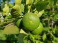 Fresh green lime in garden
