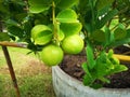 Fresh green lime with green leaves on a lemon tree branch in garden.