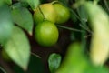 Fresh green lime hanging on tree in farm Royalty Free Stock Photo