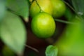 Fresh green lime hanging on tree in farm Royalty Free Stock Photo