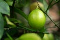 Fresh green lime hanging on tree in farm Royalty Free Stock Photo