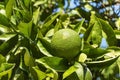 fresh green lime hanging on tree in farm Royalty Free Stock Photo