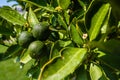 Fresh green lime or lemon fruits on the branch in the garden
