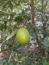 Fresh green limes hanging from the tree
