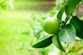 Fresh green limes raw lemon hanging on tree with water drop at garden Royalty Free Stock Photo