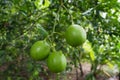 Fresh green limes on tree in the tropical garden Royalty Free Stock Photo