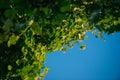 fresh green linden leaves on a blue sky background. Selective focus macro shot with shallow DOF with copyspace Royalty Free Stock Photo