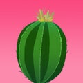 Fresh green lonely cactus on pink mexican background