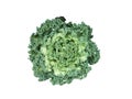 Fresh green Longlived Cabbage plant, Thai Pu Lay, Kale