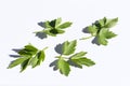 Fresh green lovage isolated on white background. Levisticum officinale is a powerful plant of the Apiaceae family, which is used