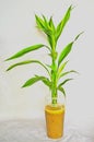 Fresh lucky bamboo in coffee plastic glass