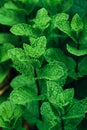 Fresh green lush foliage mint herb plant outdoor. Royalty Free Stock Photo