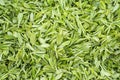 Fresh Green lush leaves of tea Royalty Free Stock Photo