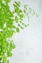 Fresh green maidenhair fern leaves close up on white