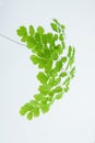 Fresh green maidenhair fern leaves close up on white