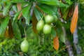 Fresh green mango fruit plant outside in summer