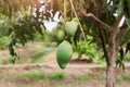 Fresh green mango hanging on the mango tree in a garden farm. Royalty Free Stock Photo