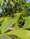 Fresh Green Mango Leaf â Natural Tropical Texture for Background or Botany Royalty Free Stock Photo