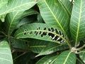 Fresh green mango leaf Royalty Free Stock Photo