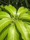 Mango leaf in nature garden Royalty Free Stock Photo